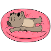 Cute dog lying down
