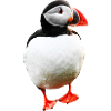 Puffin