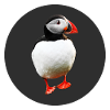 puffin
