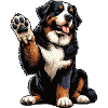 Berner Sennenhund, Sennenhunde, Bjergejere