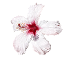 Blume