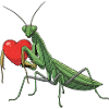 Praying Mantis