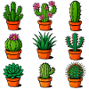 Various cacti in terracotta pots