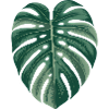 Tropical Monstera Leaf Illustration