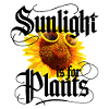 Sonnenlicht ist für Pflanzen