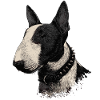 Bullterrier 