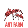 Ant Breeding Ant Breeder Ants