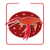 Crayfish noble crayfish seafood gift