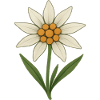 Fleur d’Edelweiss