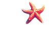 Starfish Starfish