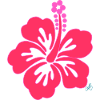 Bright Pink Tropical Hibiscus Flower