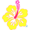 Yellow tropical Hibiscus flower