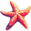 Starfish Starfish