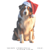 Boder Collie Weihnachts-Hund im Santa-Hut