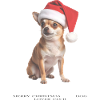Chihuahua Christmas dog with Santa hat