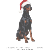 Doberman dog with Santa hat