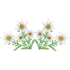Edelweiss