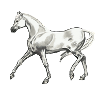 Trabender_Araberhengst
