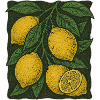 Lemon Botanical Illustration