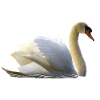 Elegant swan with wing details