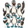 Funny Seabird Cartoon Illustration