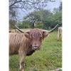 Nordic Yak Nature Shot