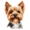 High-quality Yorkshire Terrier portrait