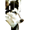 Husky graphic with typography