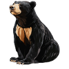 Sun Bear Malay Bear