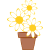 Gänseblümchen
