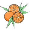 Fresh Orange Citrus Fruit Illustration