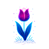 Neon Tulip