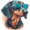 Cool dachshund with sunglasses