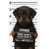 Rottweiler puppy – heart stolen
