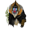Mandrill