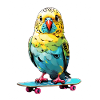 Happy budgie on skateboard