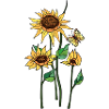 Blumen