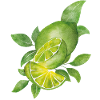 Lime & Natural Leaves