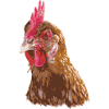 Hühnerillustration lebendigen Farben
