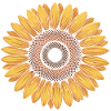 sonnenblume illustration 