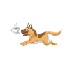 Coffee And German Shepherd
