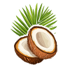 Coconut
