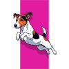 Jack Russell Terrier Whirlwind