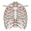 Anatomical sternum and rib structure