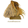 Echtes Agamen-Echsen-T-Shirt - Real Agamid Lizard