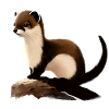 Ermine on rocks