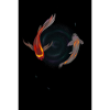 Koi fish in the star swirl
