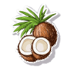 Coconut