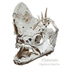 Fossil dolphinfish Mahimahi skull