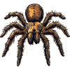Tarantulas Tarantula